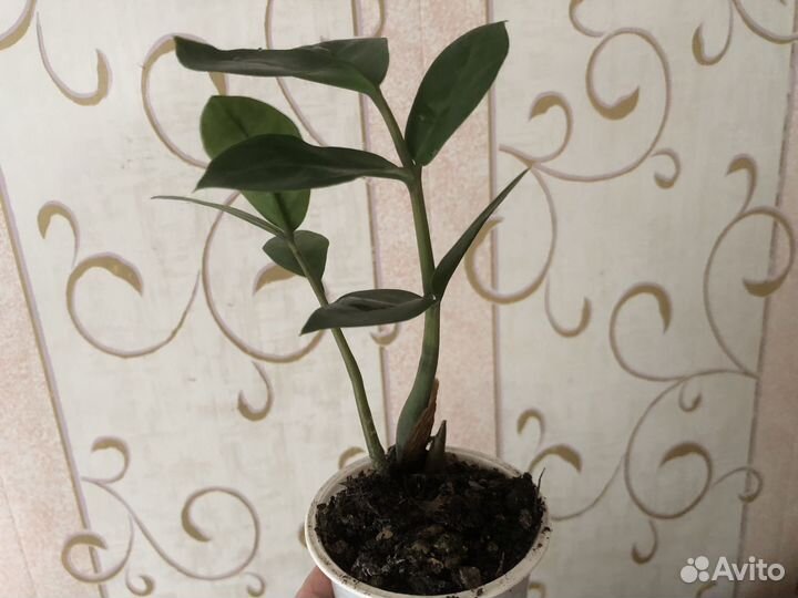 Замиокулькас