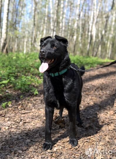 Собака Райт