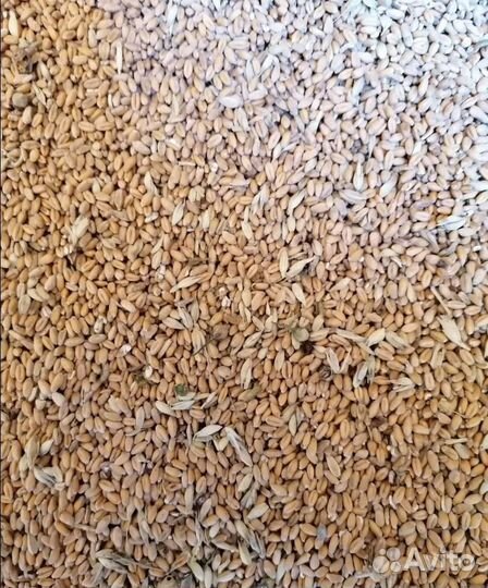 Горох, Ячмень озимый на корм/посев