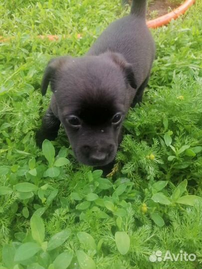 Щенки, пинчер со спаниелем