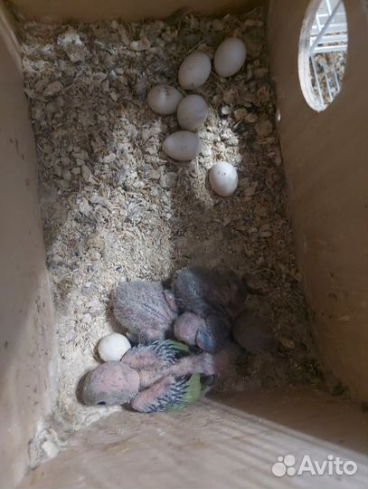 Попугай неразлучники с клеткой