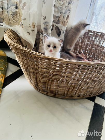 Котята Регдолл (тряпичная кукла) мальчики