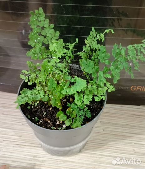 Флебодиум давана, адиантум, равен