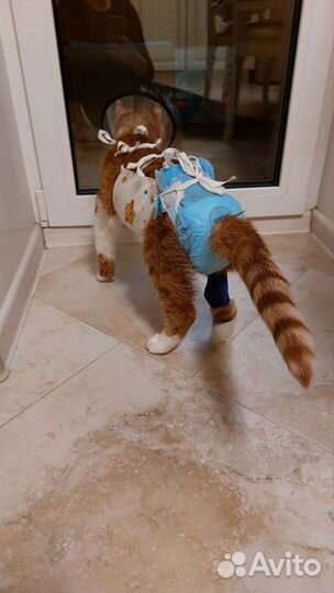 Памперс для кошек