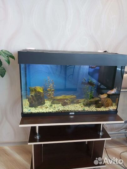 Аквариум