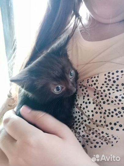 Котята девочки