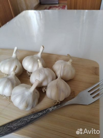 Чеснок яровой