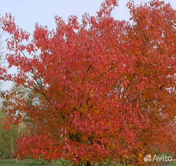 Клен гиннала