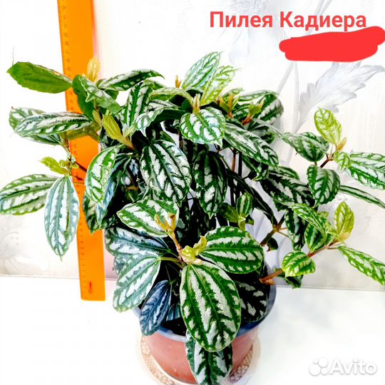 Пилея Кадиера