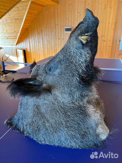 Чучело головы кабана