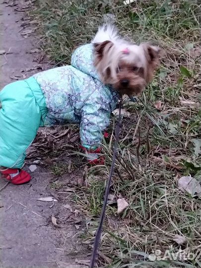 Йоркширский терьер мини