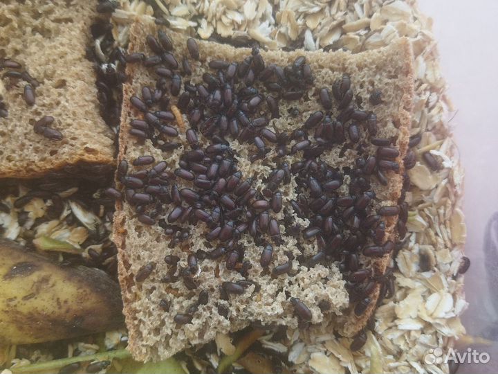 Жук знахарь