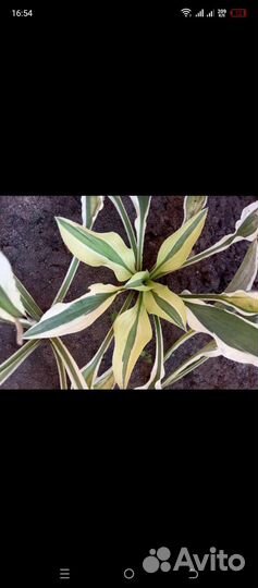 Хосты более 100 сортов