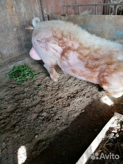 Хряк на племя