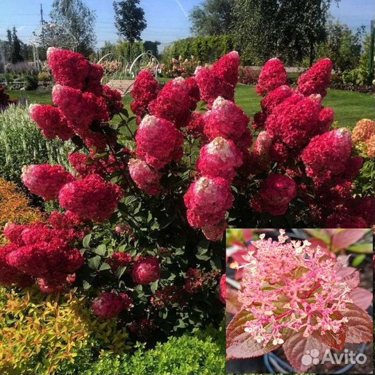 Бон файер гортензия, пиксио, самарская лидия