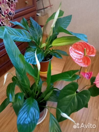 Комнатные цветы антуриумы и Спатифилумы
