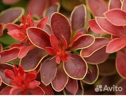 Барбарис Тумберга Адмирейшн