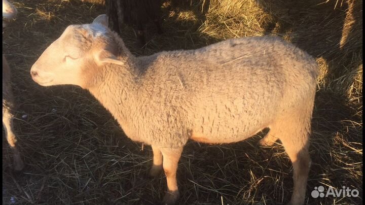 Катумские бараны