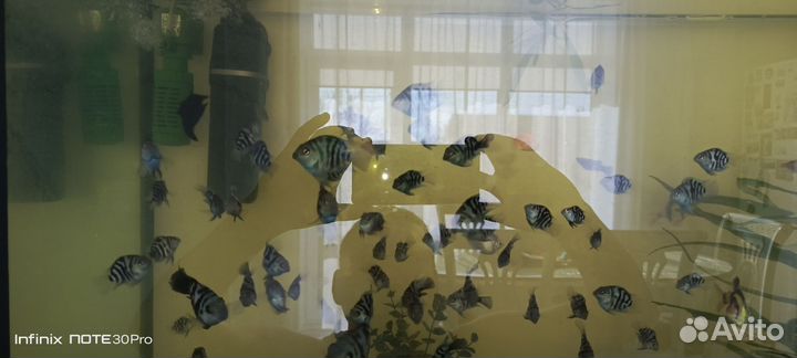 Рыбка сапфировый попугай