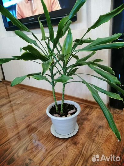 Домашние цветы