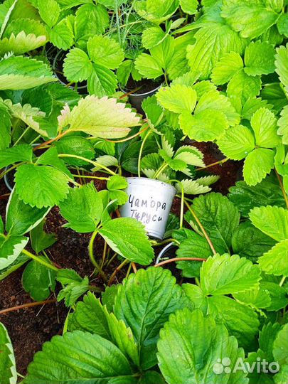 Рассада клубники зкс