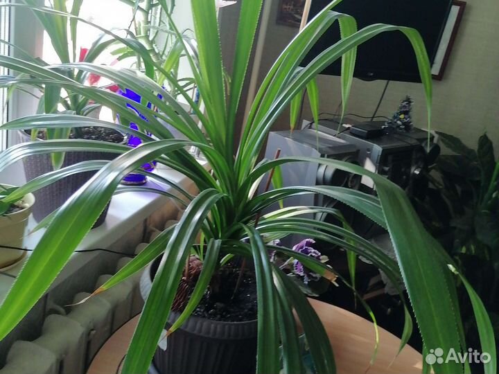 Пальма панданус