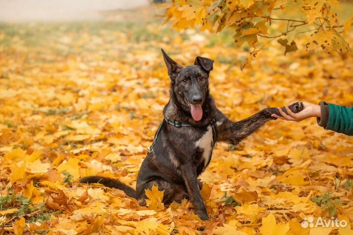 Собака в добрые руки