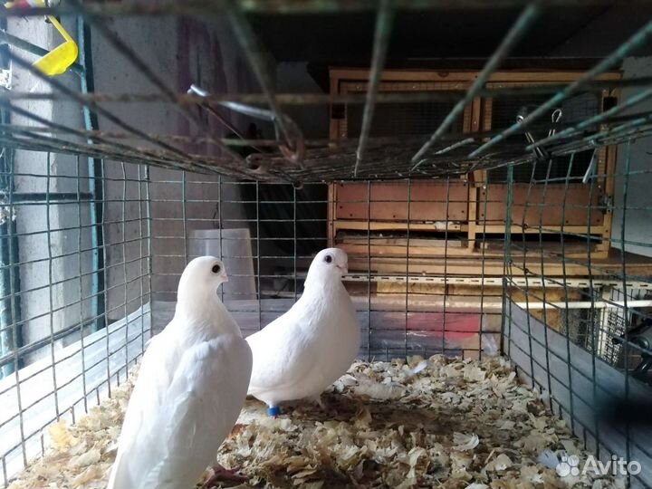 Голуби турмана