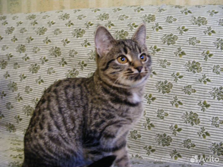 Юная полосаточка, прекрасное сердечко