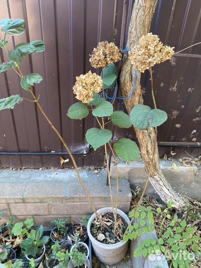 Гортензия древовидная