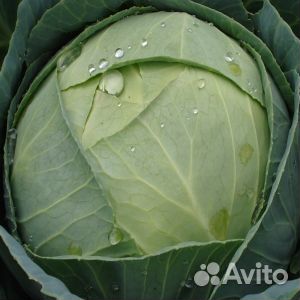 Семена капусты Атрия