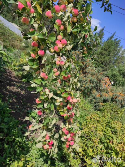 Яблоки свежие