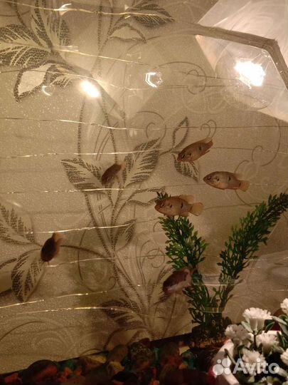 Хромис красавец