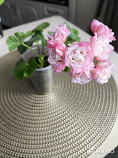 Герань пеларгония