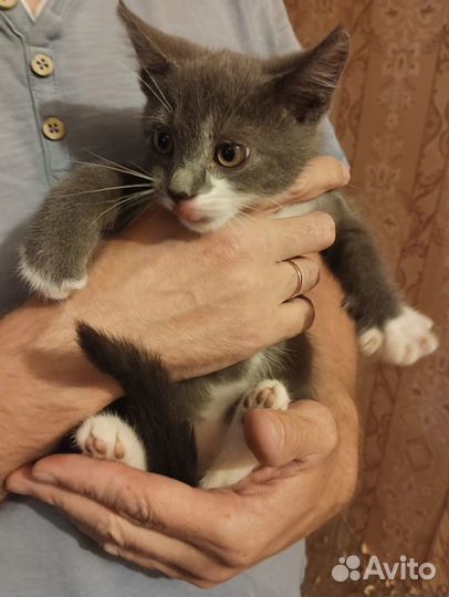 Котята в добрые руки бесплатно