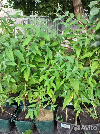 Буддлея Давида сиреневая