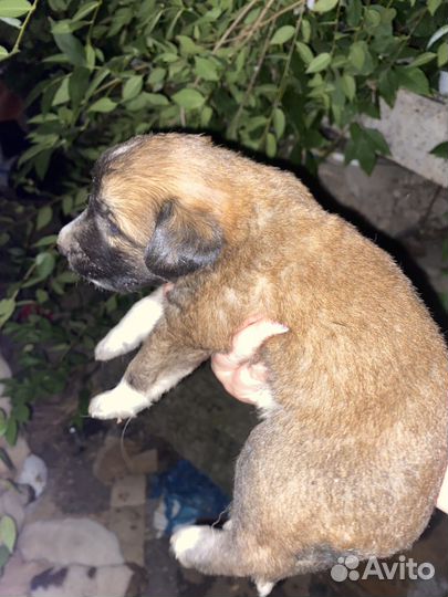 Щенки дворняжки