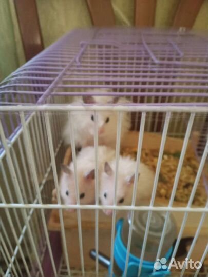 Сирийские хомячки