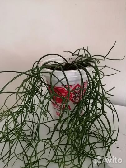 Суккуленты