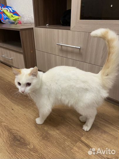 Кошка