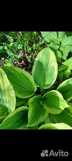 Хоста 2 вида