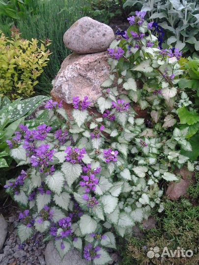 Нитевидная вероника, яснотки, ясколка, барвинки