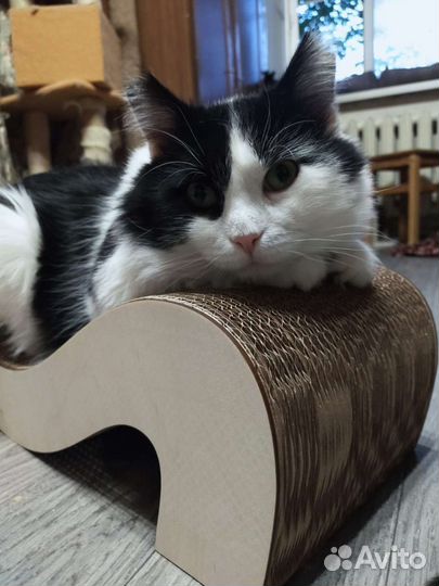 Кот в добрые руки