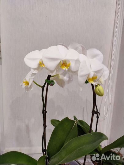 Орхидея фаленопсис