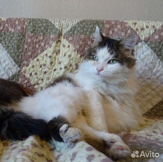 Добрый Кот в добрые руки