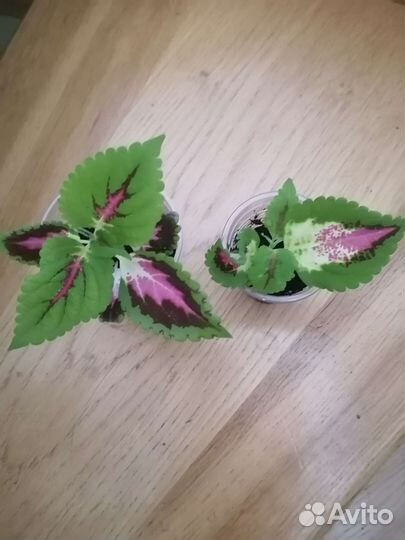 Колеус, плектрантус Блюма