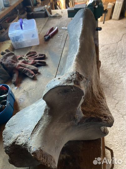 Кость мамонта