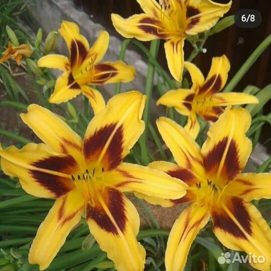 Лилейники сортовые