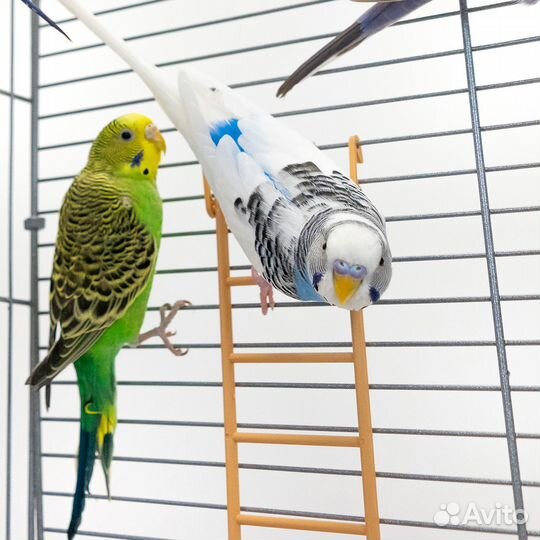 Домик для птиц 126 х 58 х 40см, Клетка для птиц