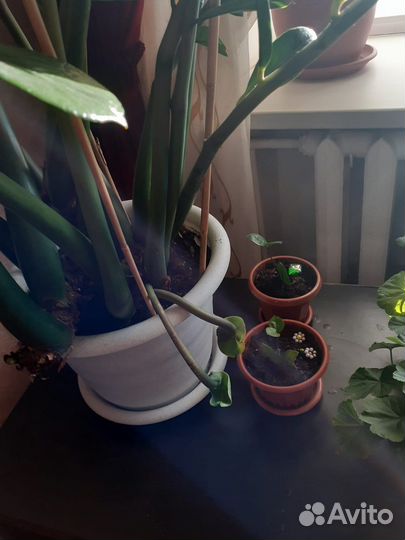 Замиокулькас